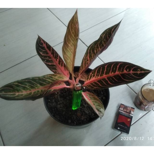 Tanaman Hias Aglonema Red sumatra/Red sumatra tanaman hias