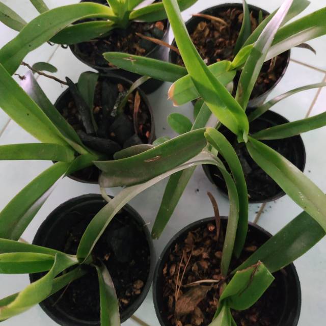 Anggrek Vanda Remaja