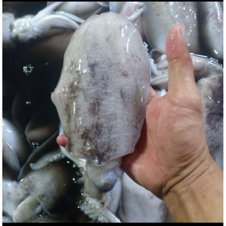 

semampar ukuran besar segar kak