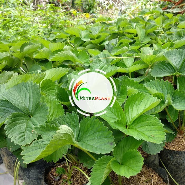 Bibit Tanaman Strawberry Jumbo Bibit Strawberry Jumbo Buah Strawberry