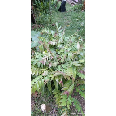 250g Daun Cermai Segar