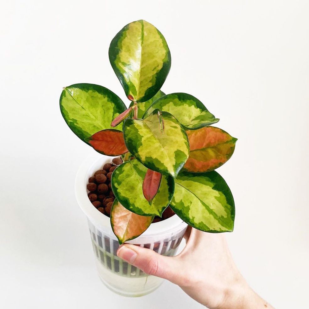 Tanaman gantung hoya cornosa varigata / tanaman pot gantung hoya / tanaman gantung hoya / hoya