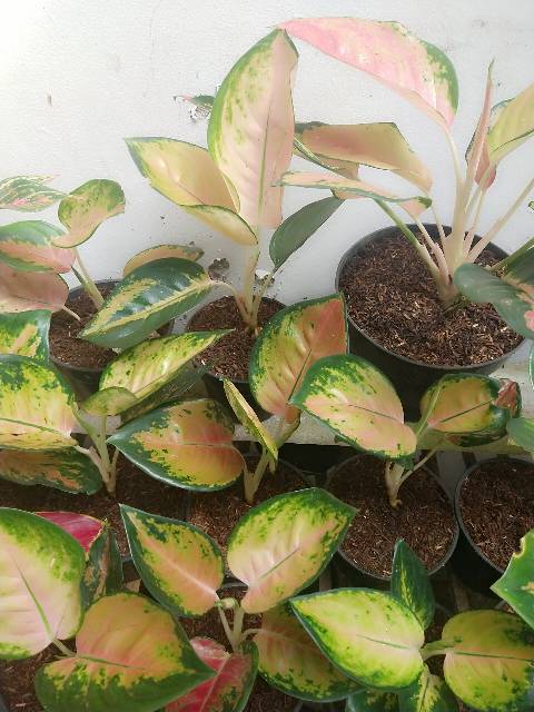 

bibit Aglonema Sultan brunei