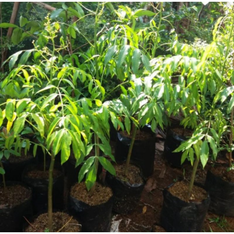 pohon buah kedongdong  / pohon kedondong