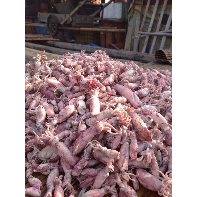 

promo ikan cumi asin sontong 1kg