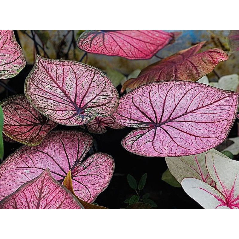 UMBI/BONGGOL Seedling/Umbi Caladium Pink Rose Hybrid - Caladium Thailand