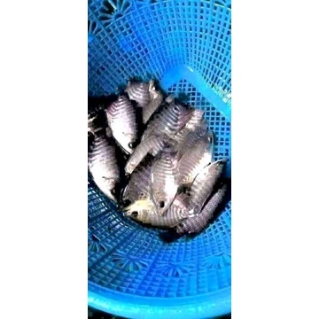 bibit ikan gurame