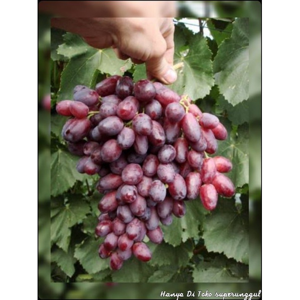 Bibit anggur import jenis chocolate
