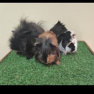 marmut hias guinea pig