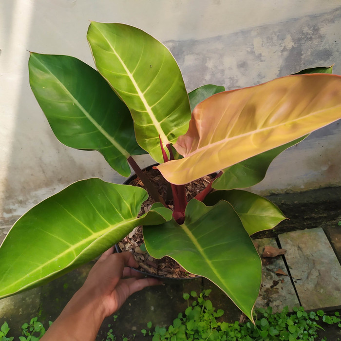 philodendron prince of orange