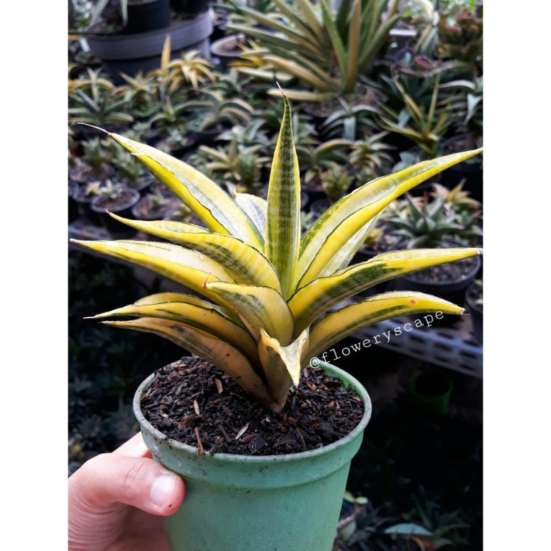 Sansevieria cordova variegata