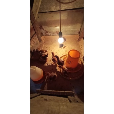 

Anak ayam saigon x plucker