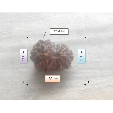 Jenitri Mukhi 12 (Rudraksha Genitri Gareng12 D17.2x13.1)