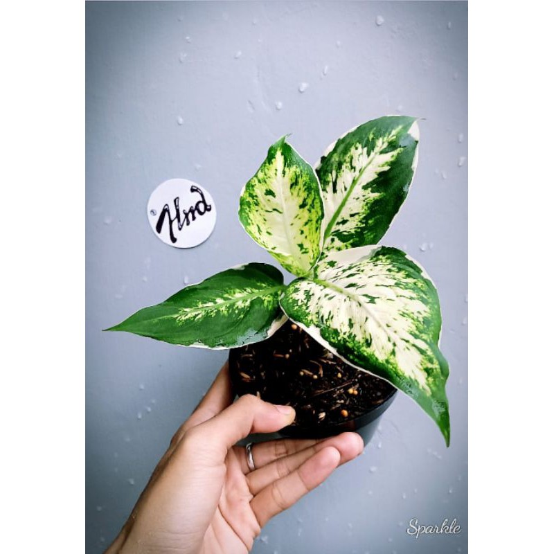 

Deffenbachia Sparkle (koreksi) ada 3 Pot - real picture.