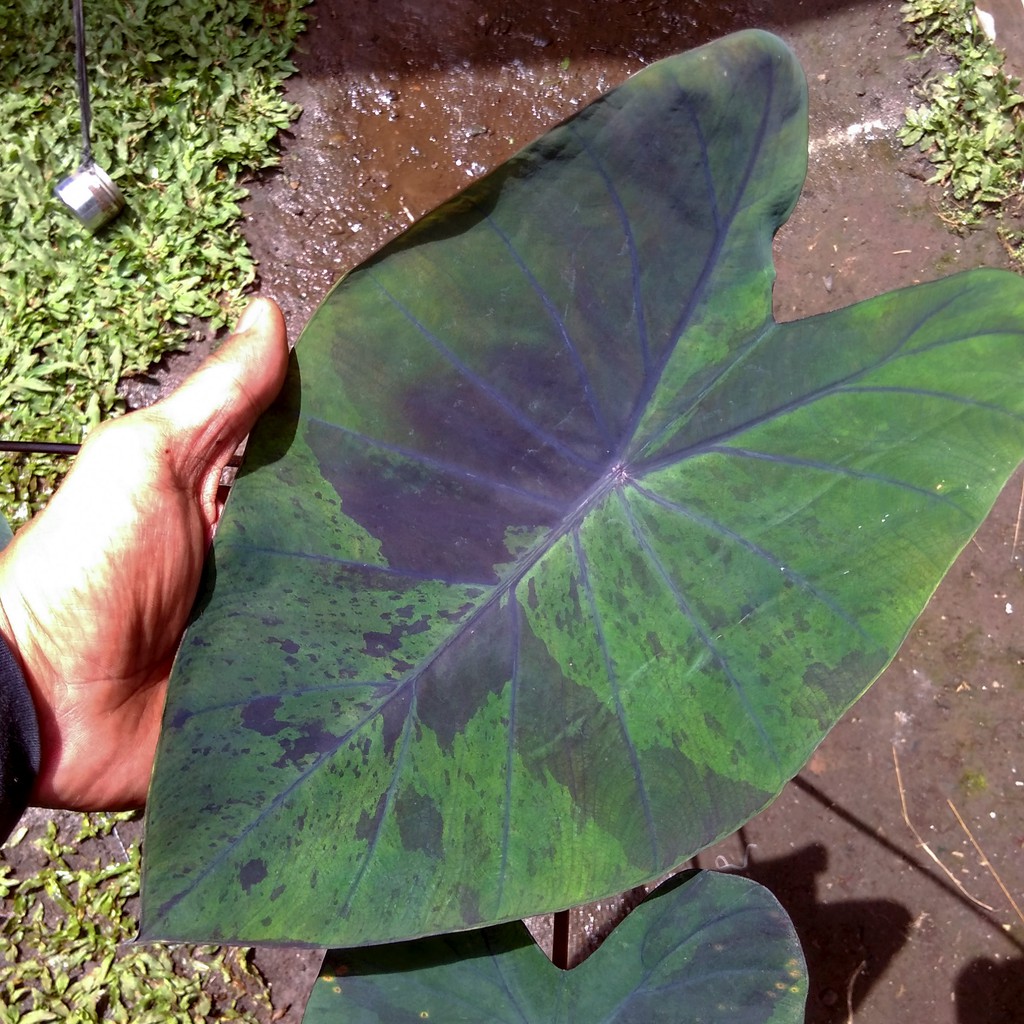 Colocasia Esculenta Black marble remaja