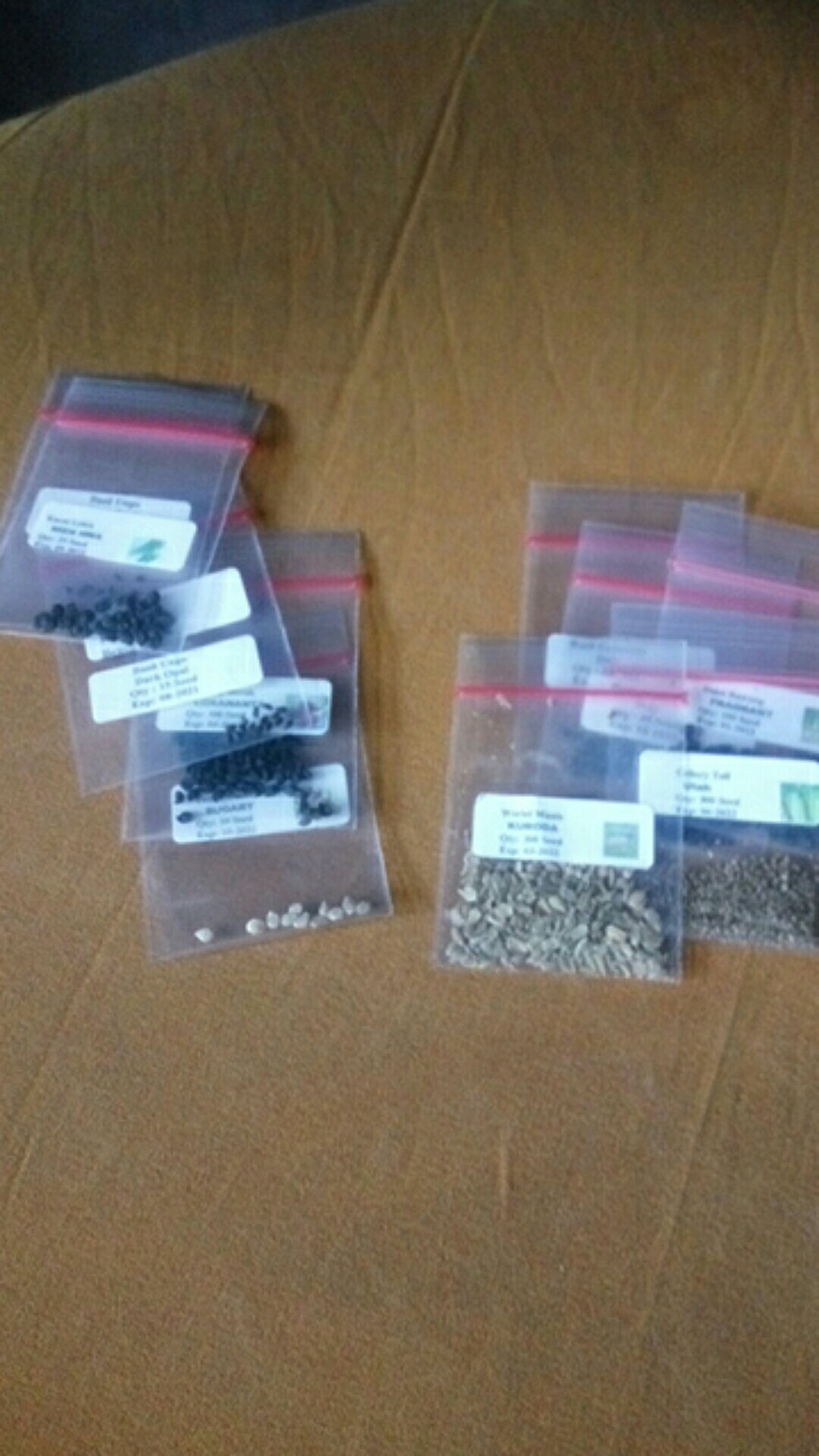 500 Biji - Benih Seledri Tall Utah Celery Tall Utah Seledri Batang Besar Seledri Stik