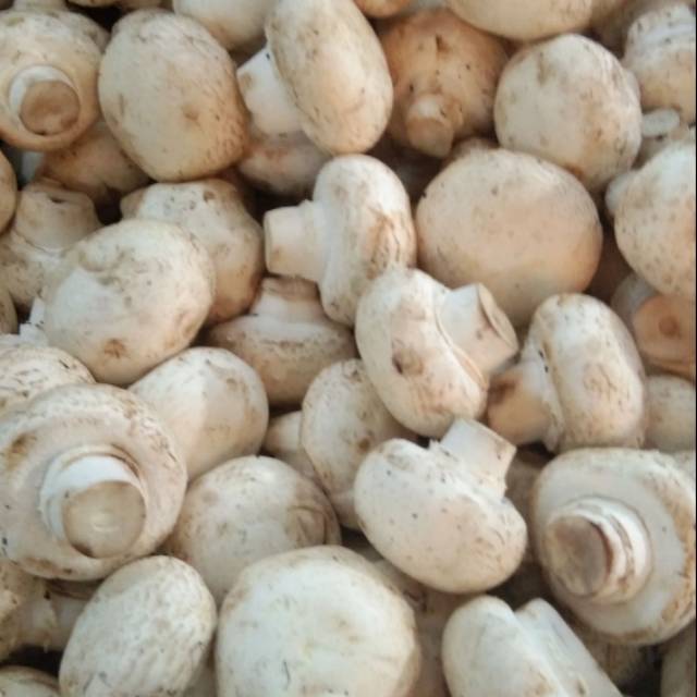 jamur champignon /kancing [1kg]