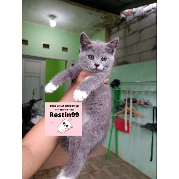bsh British kitten bicolor