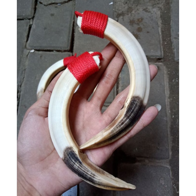 Kalung Taring babi Asli Jumbo 15cm