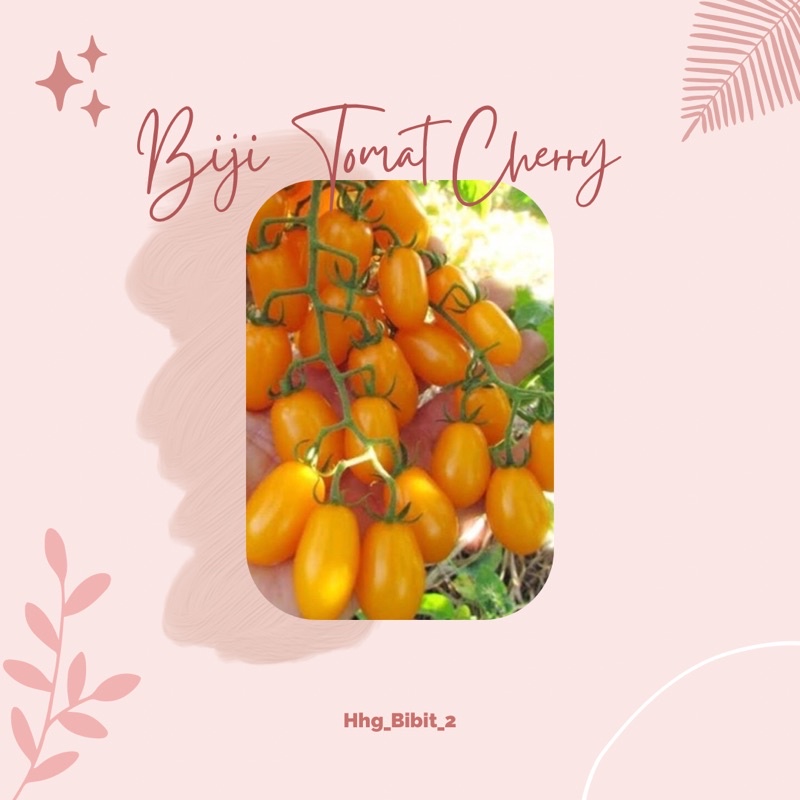 8 biji benih Tomat Cherry Golden Sweet