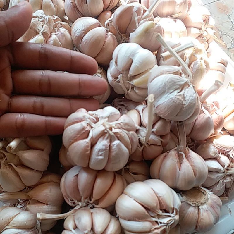 

1KG BAWANG PUTIH BERSIH FULL JUMBO SUPERAN