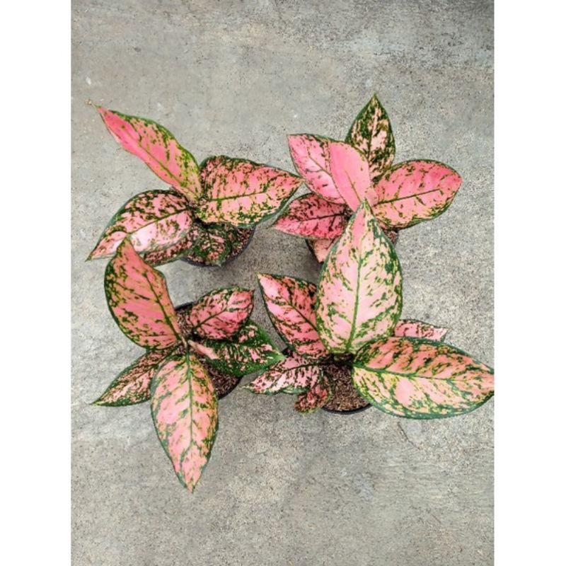 MURAH ANAKAN/BABY AGLONEMA LADY VALENTINE DAUN 1/2