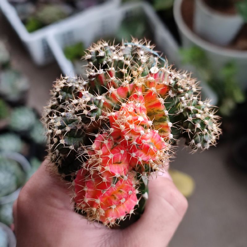 Kaktus grafting Tricolor indukan rimbun