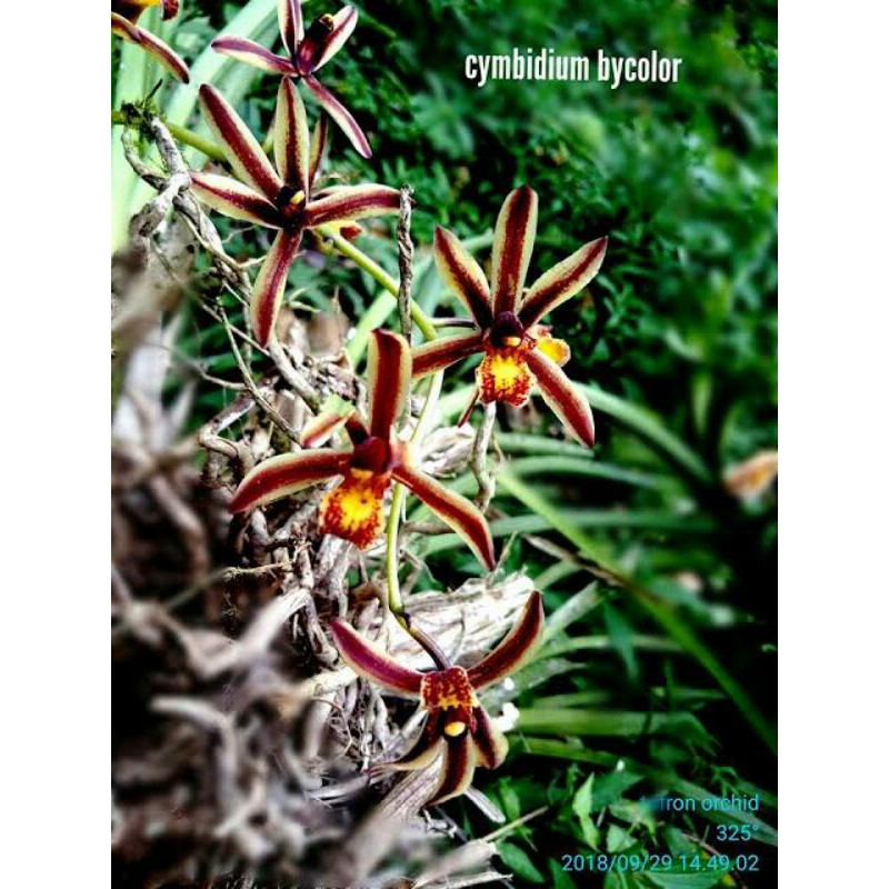 Anggrek tanah cymbidium bicolor