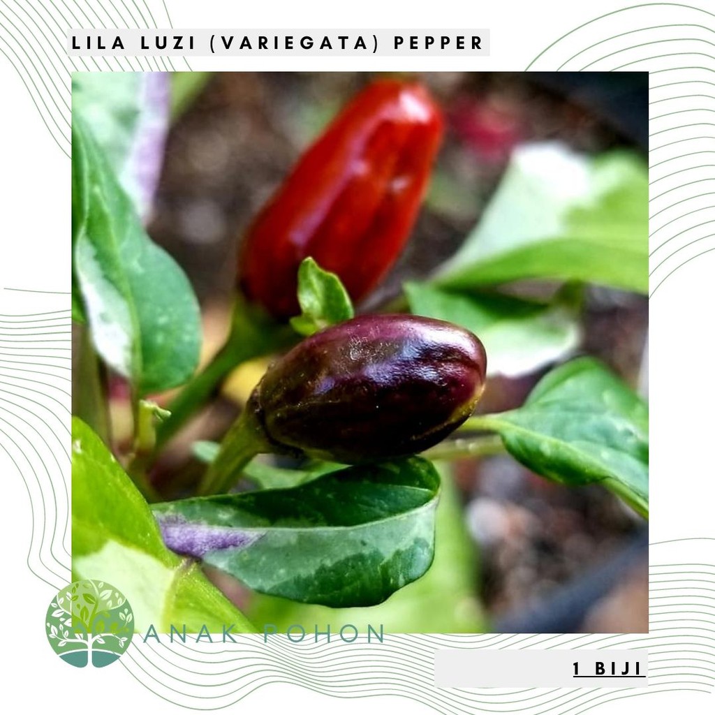 Benih Bibit Biji - Cabai Lila Luzi Variegata Pepper Seeds