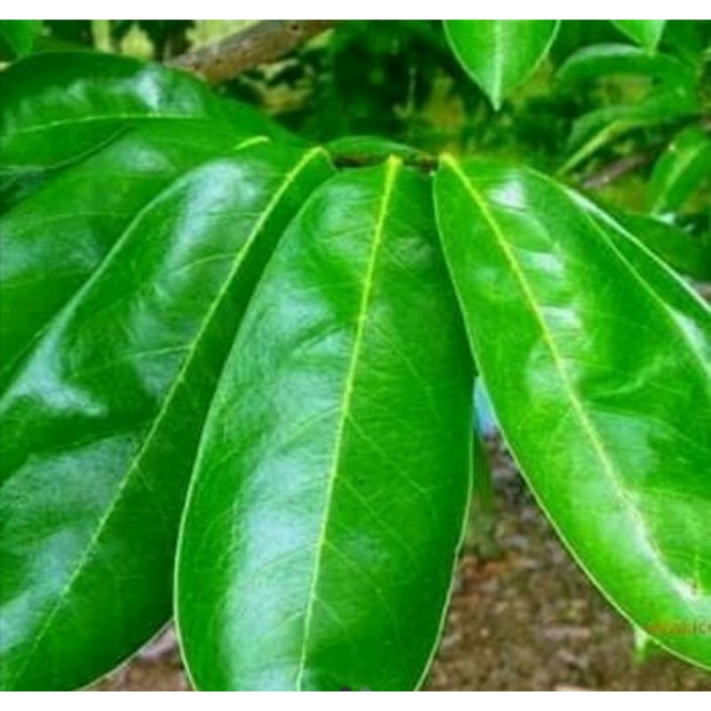 

100 Lembar daun sirsak sehat langsung petik