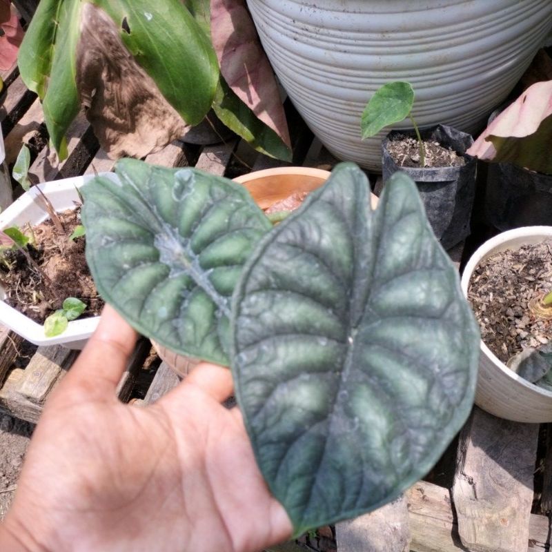 Alocasia Dragon scale