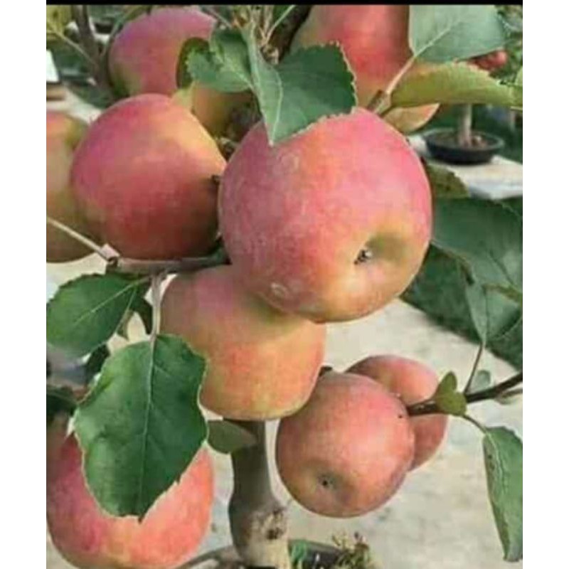 bibit buah apel fuji(cangkok)