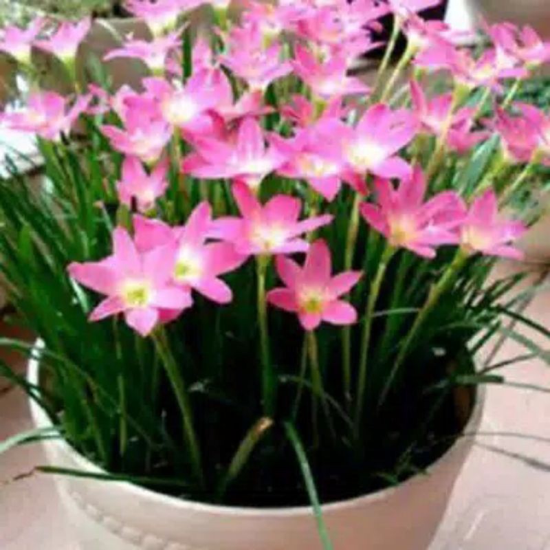 pohon kucai bunga pink/tanaman hias kucai bunga