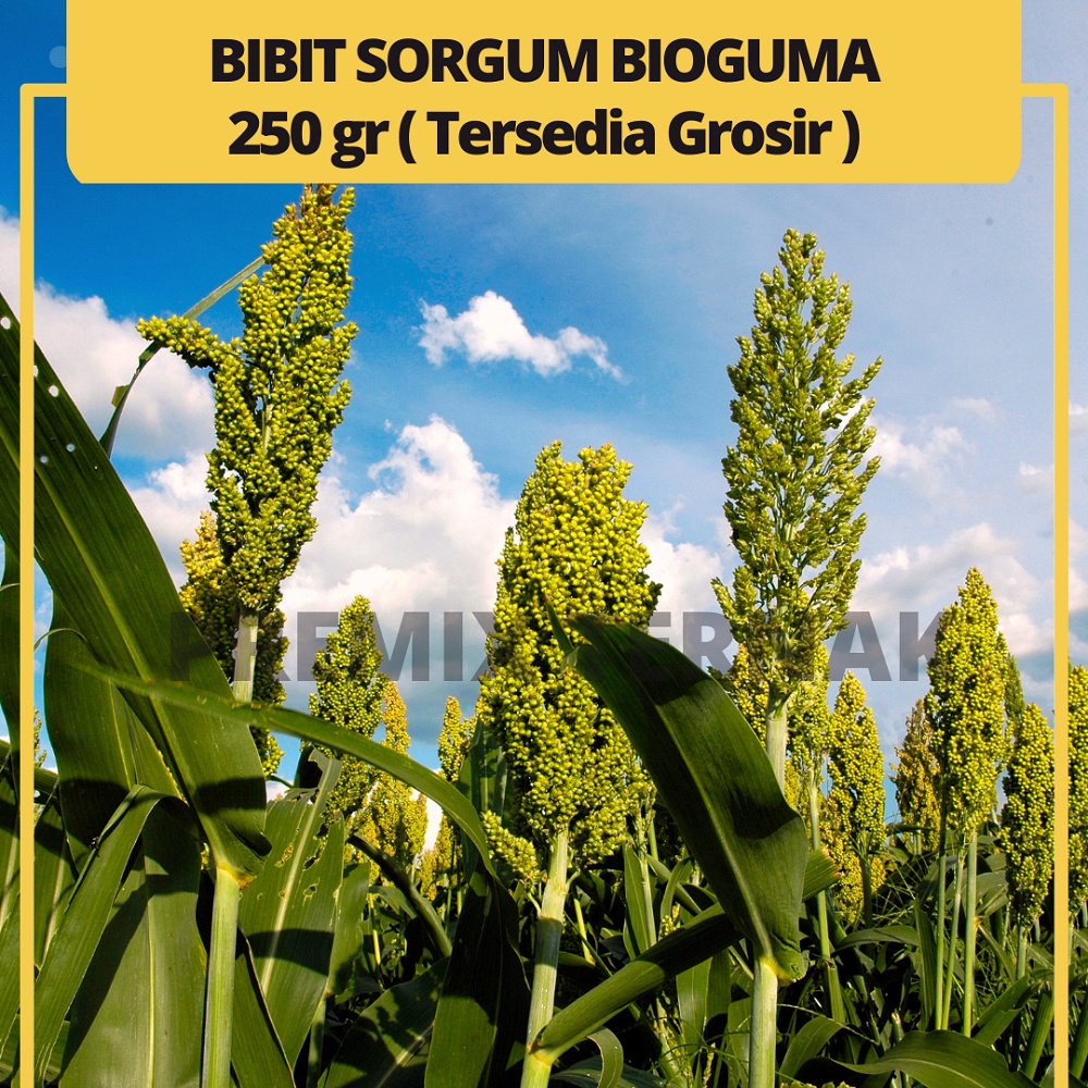 BIBIT SORGUM BIOGUMA TIPE 2 - Benih Sorgum Bioguma - Varian 500gr &amp; 250gr Sorghum Cantel hijauan pakan ternak