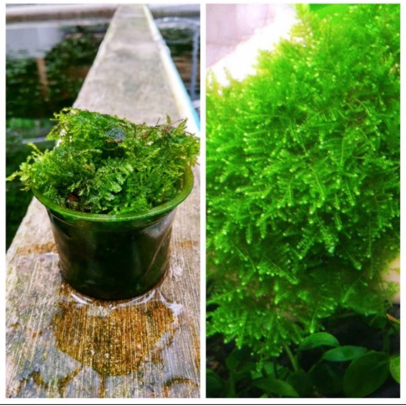 Tanaman Aquascape moss mini Christmast porsi cup 65ml low co2 &light
