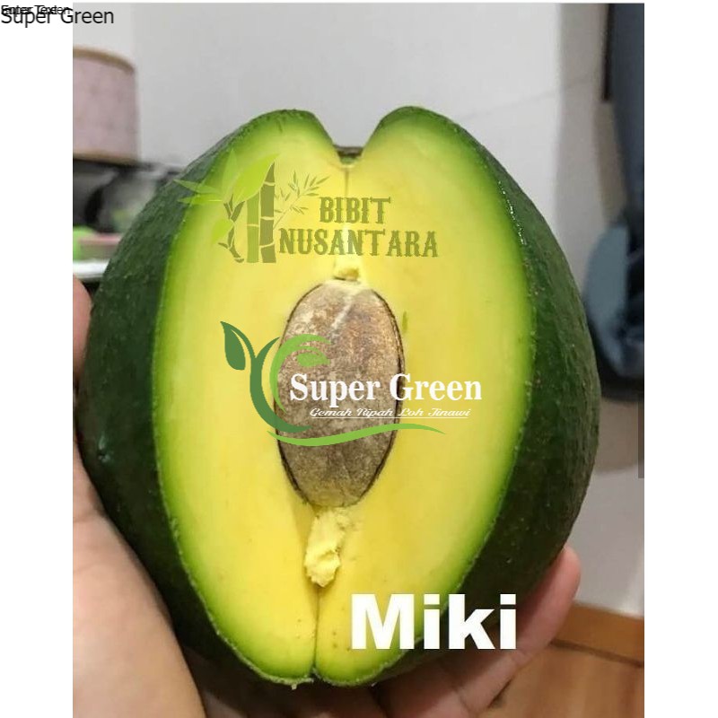 bibit alpukat miki unggul original 400gram