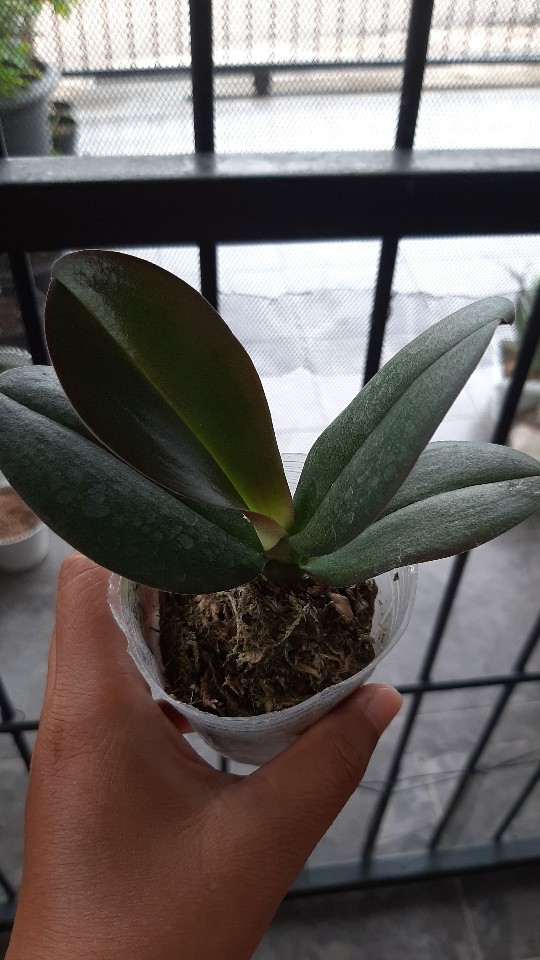 Anggrek Bulan Taiwan Remaja Paket 5pcs