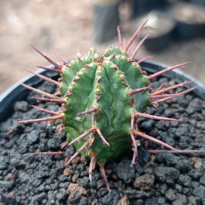 euphorbia horrida KAKTUS SUKULEN|TANAMAN HIAS