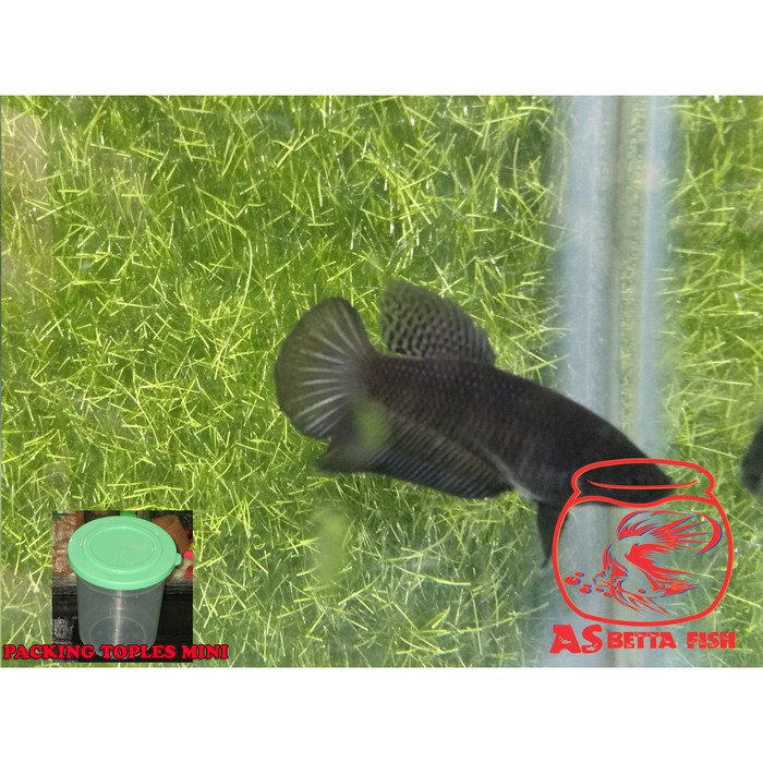 Betta Splendens - Cupang Hias Halfmoon Female Black