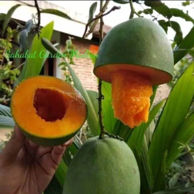 

Mangga madu super hasil okulasi