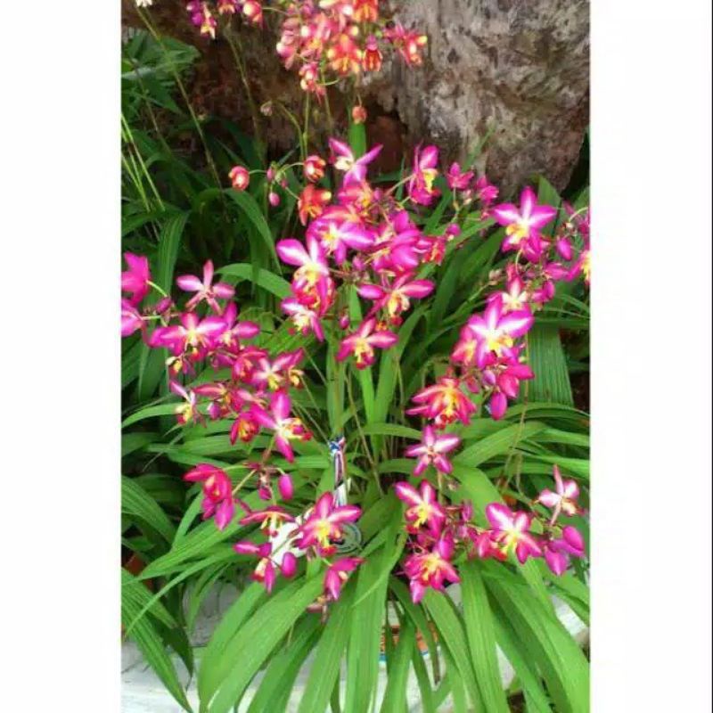 paket 6 pohon anggrek tanah bunga ungu muda | hemat | murah | tanaman hidup