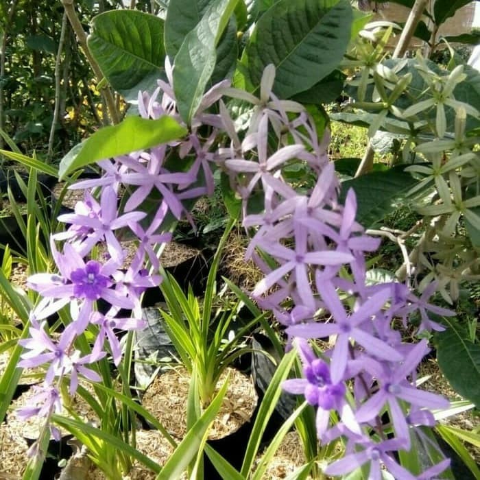 tanaman rambat patrea bunga ungu,bibit tanaman petrea ungu