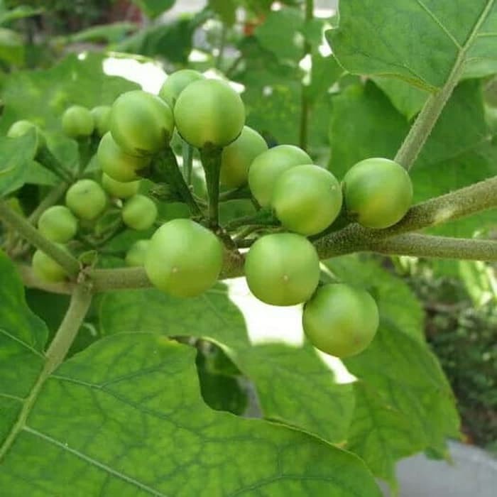 

Buah Cepokak I Takokak I Tekokak I Terung Pipit sSegar Fresh 700gr