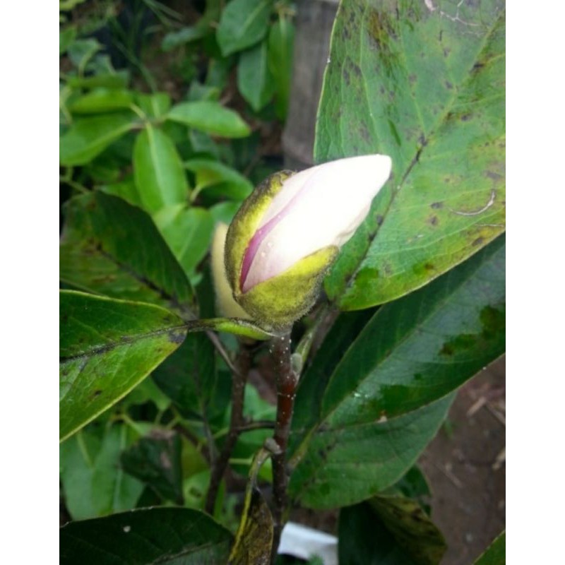 Bibit bunga kantil ungu