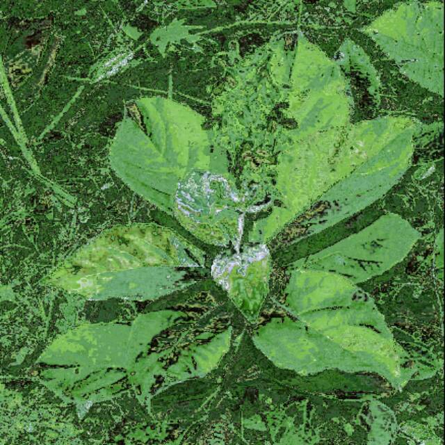 

Daun Senggugu/singugu