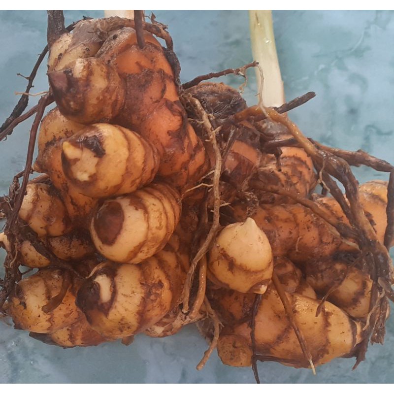 

umbi kunyit super 1kg