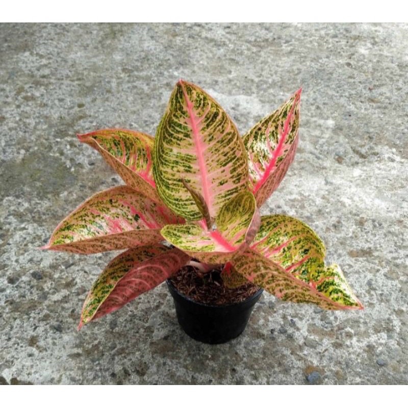 bibit aglonema goliath,legacy mangkok