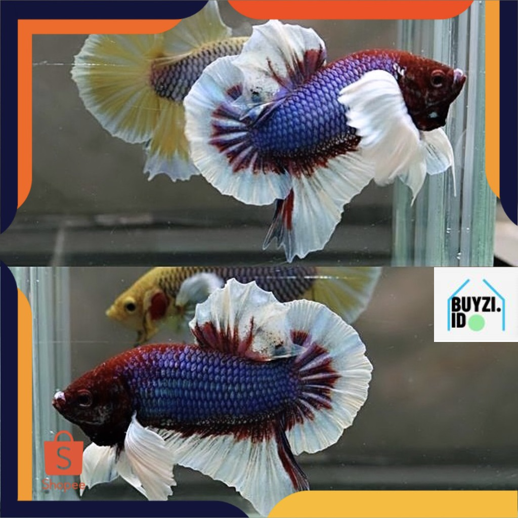 [REAL] Cupang Big AER Cupang Big EAR Hias, CUPANG KONTES BIG AER CUPANG KONTES BIG EAR S++ - XL