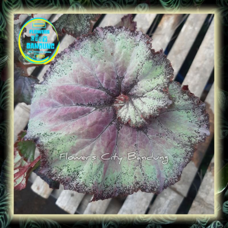 Begonia Plant - Escragot Pink - Keong Pink - Keong Buram