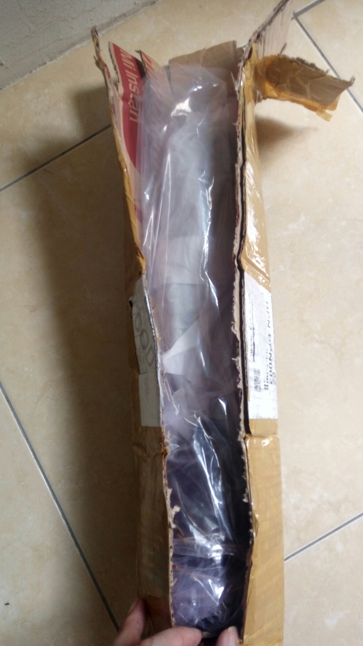 Tanaman Hias Keladi Lipstik Pink Tanaman Hias